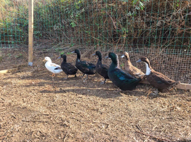 2 ducks 1 drake