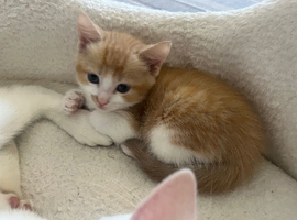 Softest/ cutest kittens