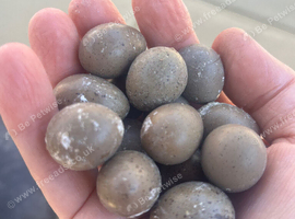 Chinese paintedqyail eggs available