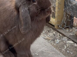 Mini lop