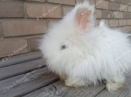 Angora bunny