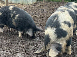 Kune Kune Breeding Pair, 18 months old. Loving characters and boar proven.
