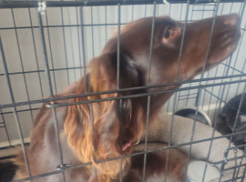 1-year-old cocker spaniel