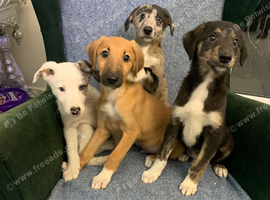 Ready now - Blue Merle Collie X Lurcher puppies