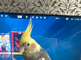Female cockatiel