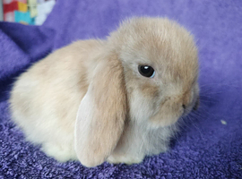 Baby mini lops for sale