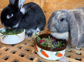 2 Rabbits - Male & Female