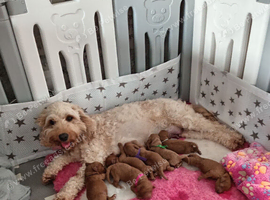 F1b Red Cockapoo puppies