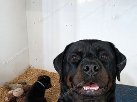 Rottwiler puppies 6 available