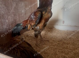 Mianwali chicken for sale