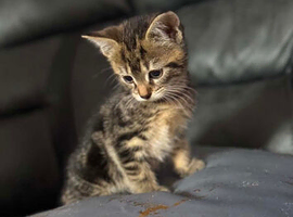 3 beautiful kittens looking for their forever homes