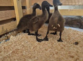 Indian runner ducks