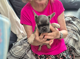 Pedigree French Bulldog Puppies for sale