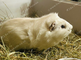 Guinea pigs for sale