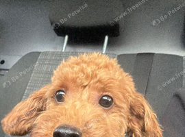 Miniature red poodle
