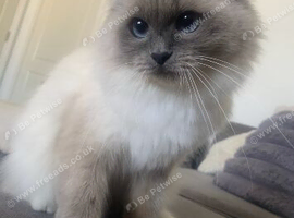 Ragdoll female