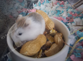 3 week old male robo hamster