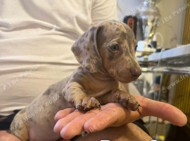 Miniature dachshund