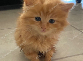 Male kittens for sale