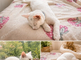 Fluffy kittens
