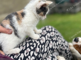 Gorgeous Kitten