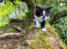 Sweet Black-and-White Kitten Brothers Looking for a Home&rdquo;?