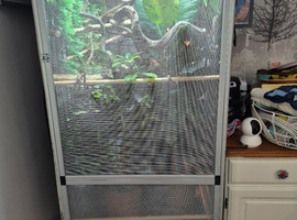 Beautiful male 2 year old chameleon looking for new home
