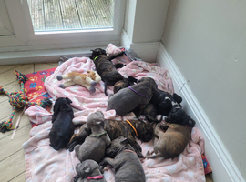 Staffie cross mastiff ONLY 4 left