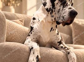 STUD KC reg Harlequin Great Dane 3 yr