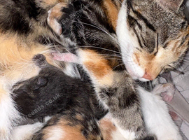 Two female kittens