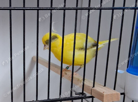 Fife Canaries