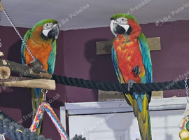 Harlequin macaws