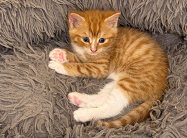 1 male little ginger and white kitten