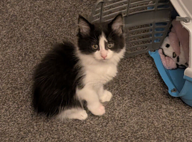 maine coon
