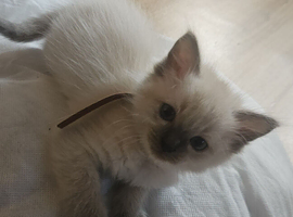 Reduced* 1 female ragdoll kitten &pound;600 READY NOW