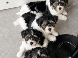 Beautiful Biewer Yorkshire Terrier Puppies &ndash; Standard Size