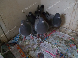 RACING PIGEONS FOR SALE.