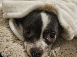 Foe sale Dog