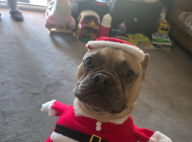 Frank the Frenchie