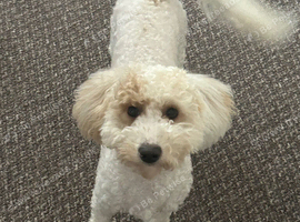 I&rsquo;m selling this little, playful 7-month-old puppy named Max.  He&rsquo;s friendly, full of energy, and looking for a loving home. If you&rsquo;re interested, fee