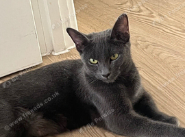 russian blue x kittens