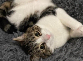 2 Sisters looking for rehoming