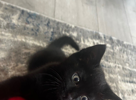 Kitten 9 weeks