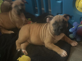 micro pocket bullys
