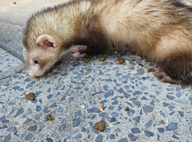 Ferret hobs