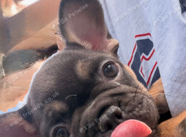 French bull dog puppy 9 weeks
