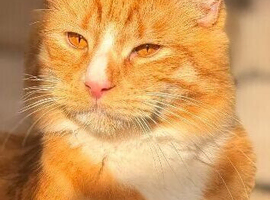 WANTED ! Fluffy medium to long haired GINGER BOY WANTED
