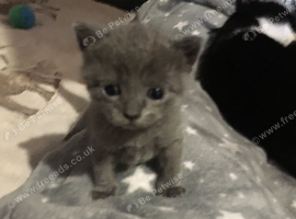 British shorthair x (only 2 kittens available)