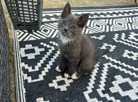 Mainecoon kittens GREYS SMOKEY COATS