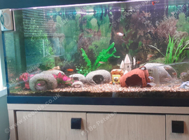 4ft whole set up fishtank with stand